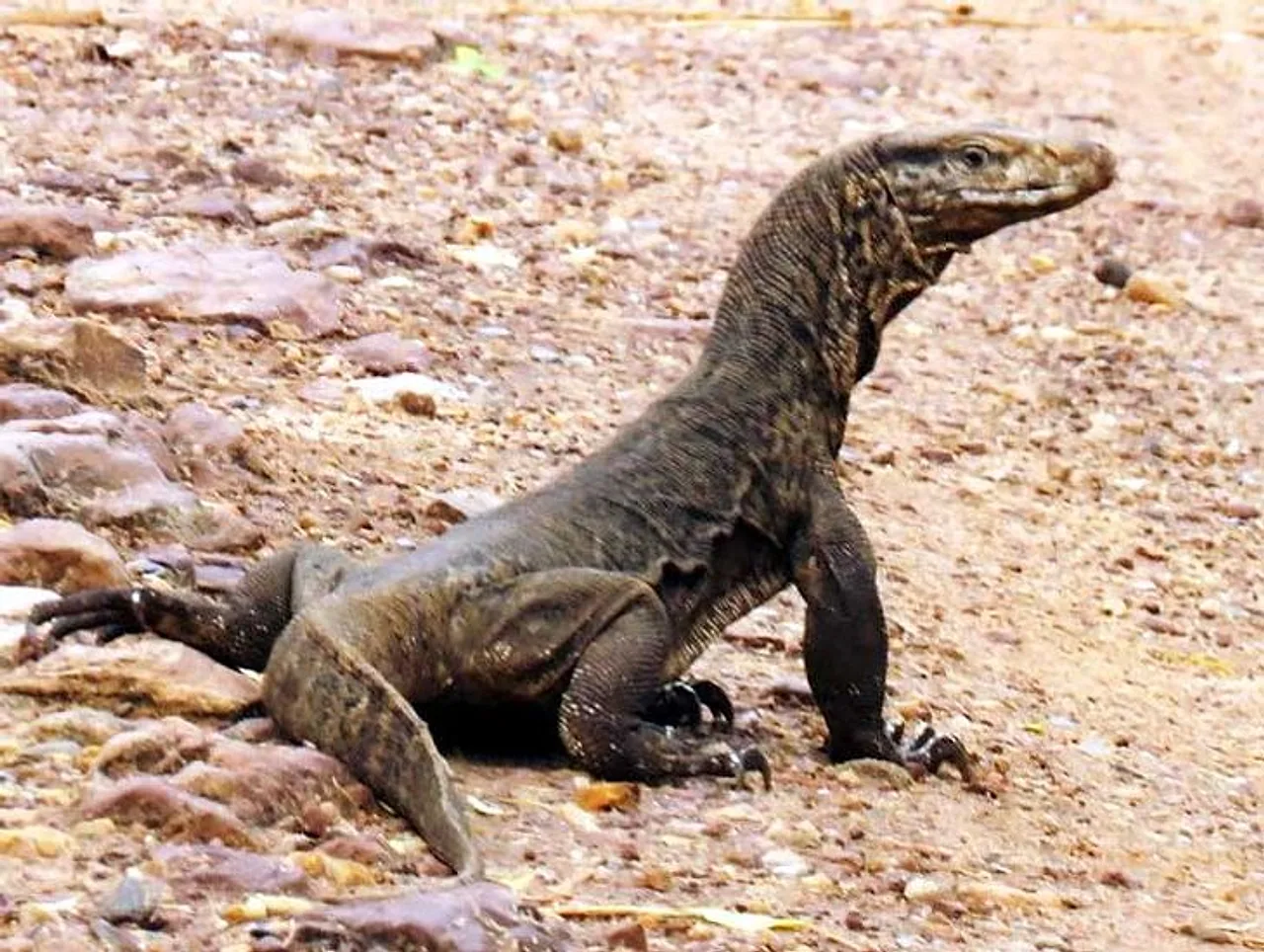 Wildlife Trafficking Bust in Azamgarh: 24 Dried Monitor Lizard Hemipenes Seized From Hotel Room, Two Held