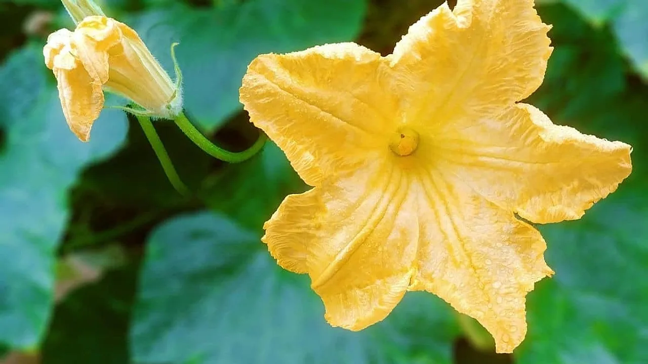 Pumpkin Flowers Drying Up Before They Fruit? An Agronomist Lists the Five Real Culprits Most Farmers Miss