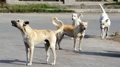 Stray Dog Attacks in Saharanpur Claim 12-Year-Old Boy's Life and Seriously Injure Another Child