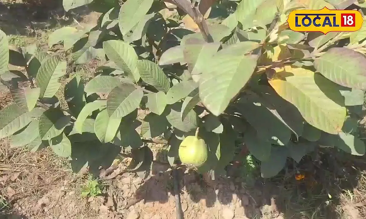 लखीमपुर खीरी में L-49 अमरूद की बागवानी बनी कमाई का जरिया, साल में दो बार फसल और लाखों का मुनाफा