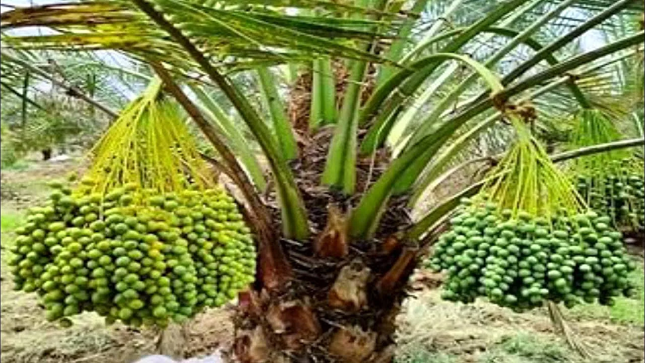 No Sowing, No Care — Yet Date Palms Hang Heavy With Fruit in Rajasthan's Bharatpur