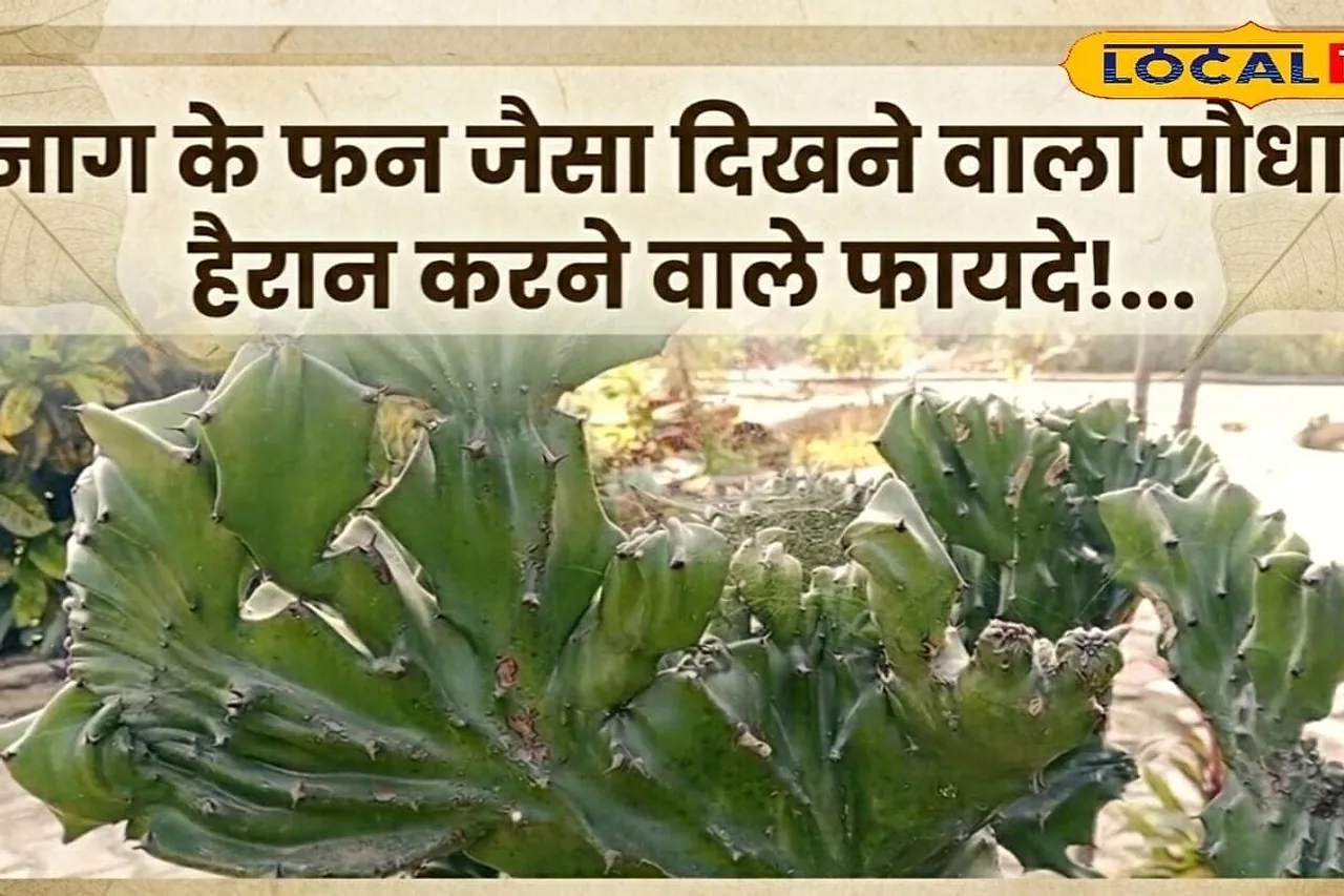 घर की शोभा बढ़ाने वाली नागफनी असल में औषधियों का भंडार, आंखों से लेकर जोड़ों तक के रोगों में राहत