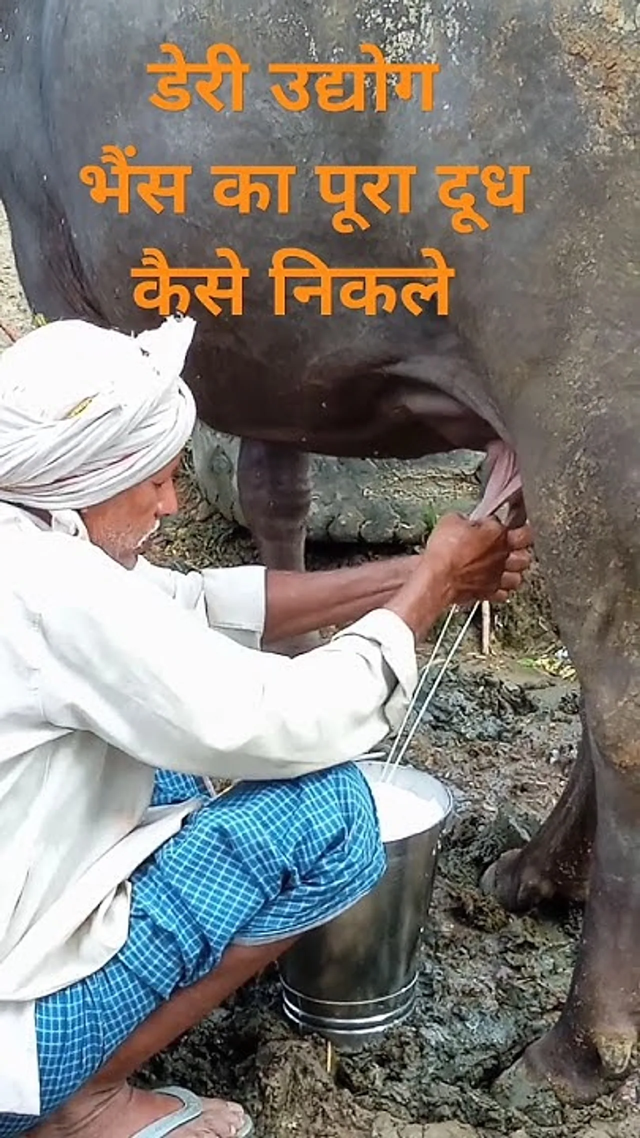 Full Milking in Just Minutes: The Modern Machine Unveiled at Pusa That Could Transform Dairy Farming