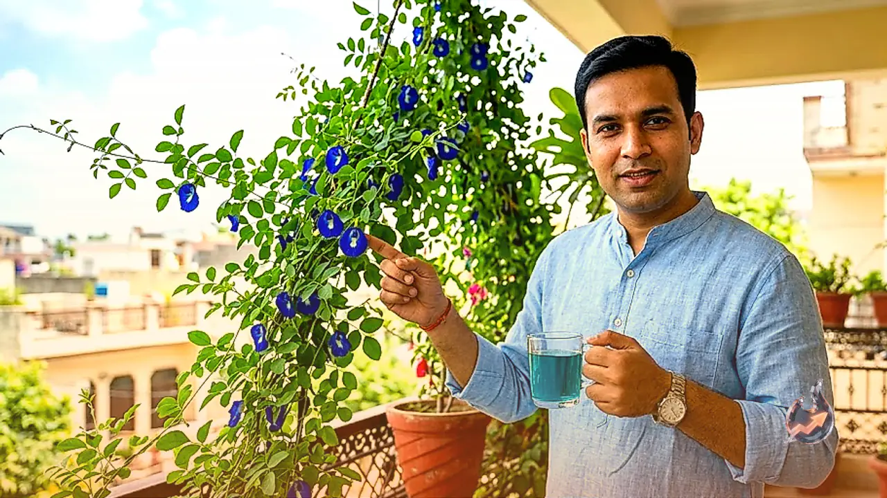 अंबाला के डॉक्टर ने बताया, बालकनी के नीले फूल से कैसे बनाएं तनाव घटाने वाली हर्बल चाय