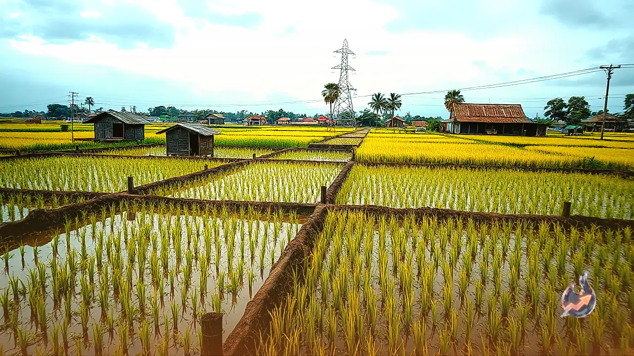 How to Save Submerged Paddy Crops After Heavy Rain: Essential Drainage and Care Tips