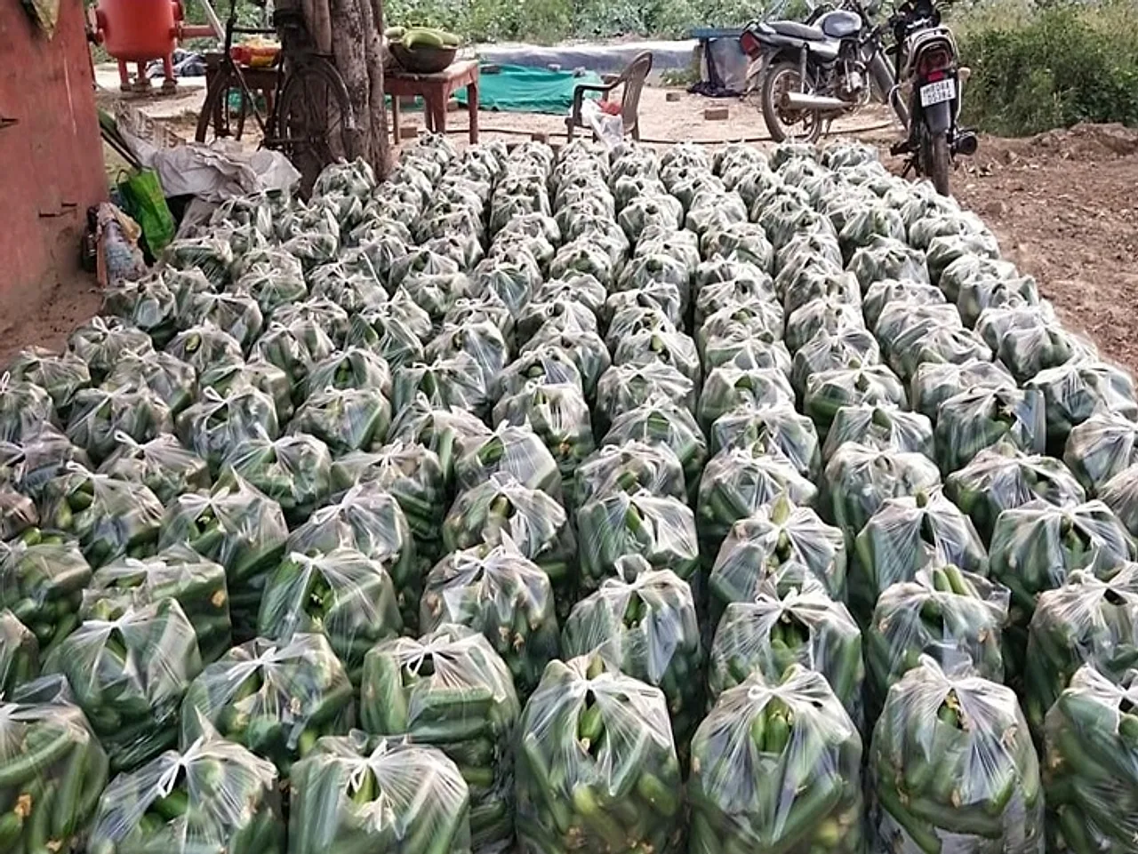 No Fertiliser, No Pesticide: How a Moradabad Farmer's Home-Grown Brinjals Are Inspiring a Switch to Organic Living