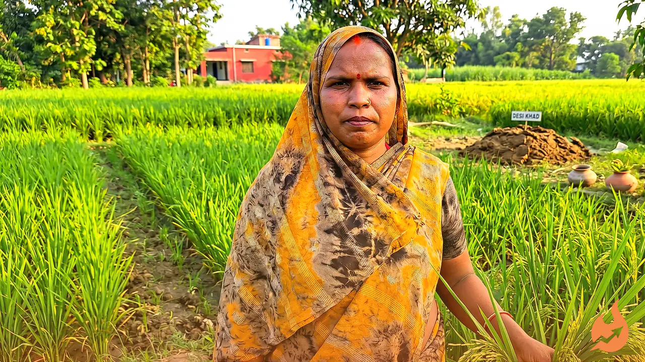 No Urea, No DAP: How Bahraich's Maya Devi Turns a ₹10,000 Outlay Into ₹1.5 Lakh From Organic Paddy