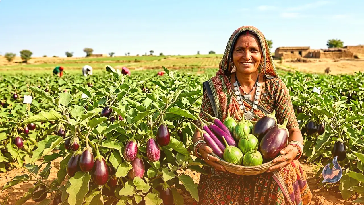 Six Improved Brinjal Varieties Could Push Rajasthan's Per Hectare Yield To 650 Quintals