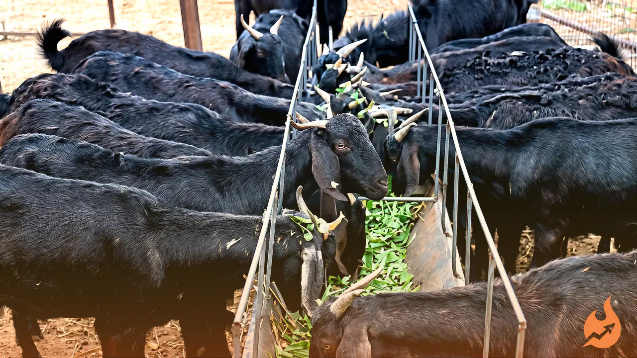 Goat Farming Subsidy: Pay Just ₹6,000 and the Government Covers ₹54,000 — Here's How to Apply