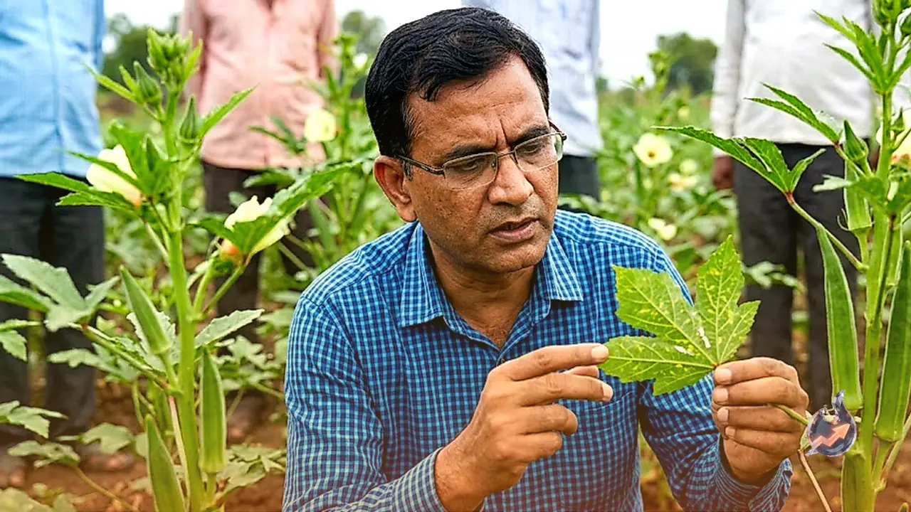 बारिश में भिंडी की फसल पर मंडरा रहा पीला शिरा मोजेक का खतरा, कृषि विशेषज्ञ ने बताए बचाव के तरीके
