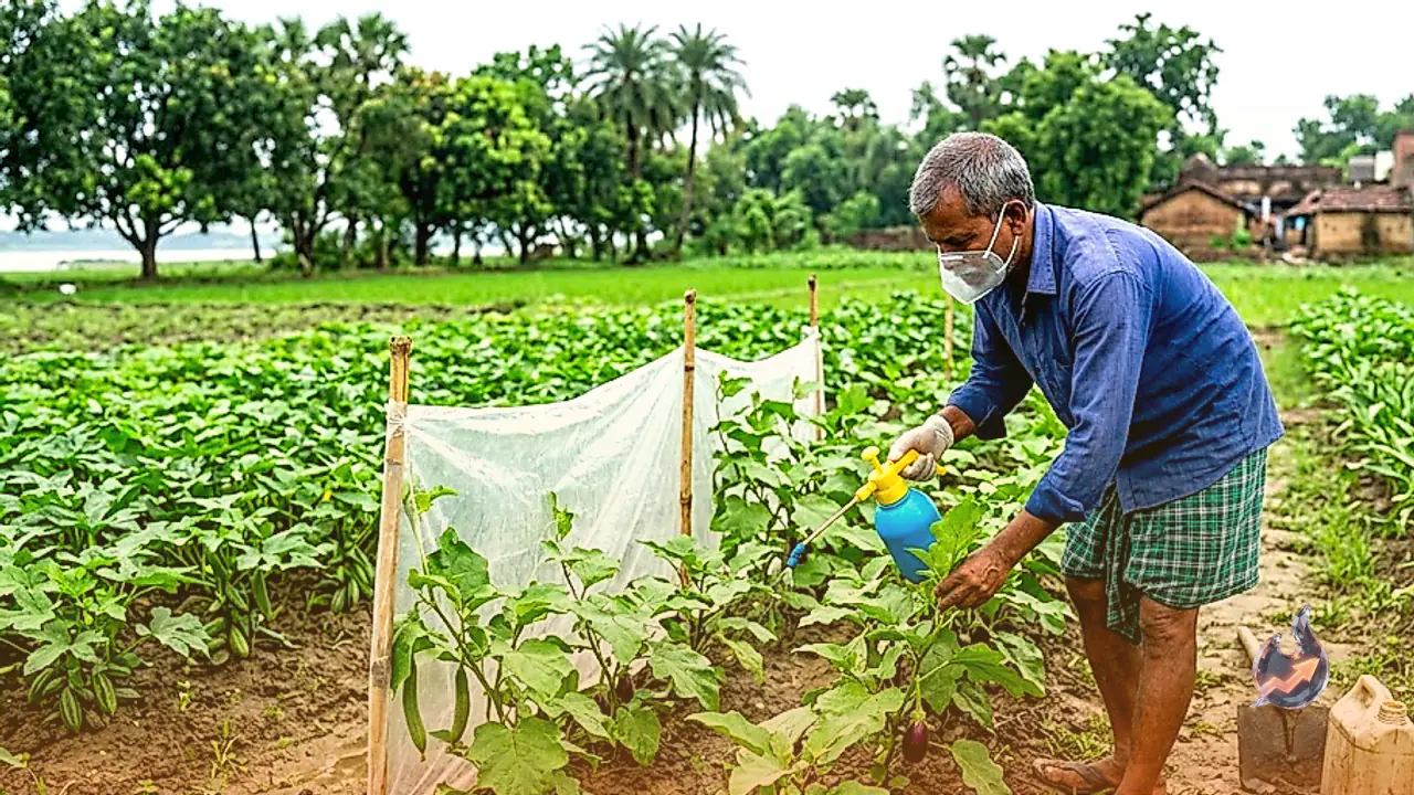 Protecting Monsoon Vegetable Crops From Pests: Essential Steps For Farmers