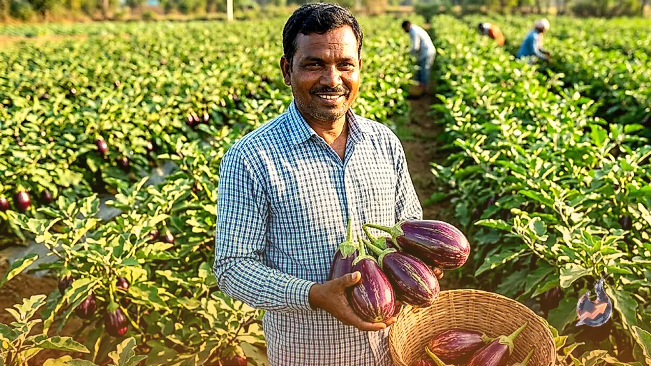 This Bastar Farmer Is Earning Lakhs Year-Round From a New Brinjal Variety
