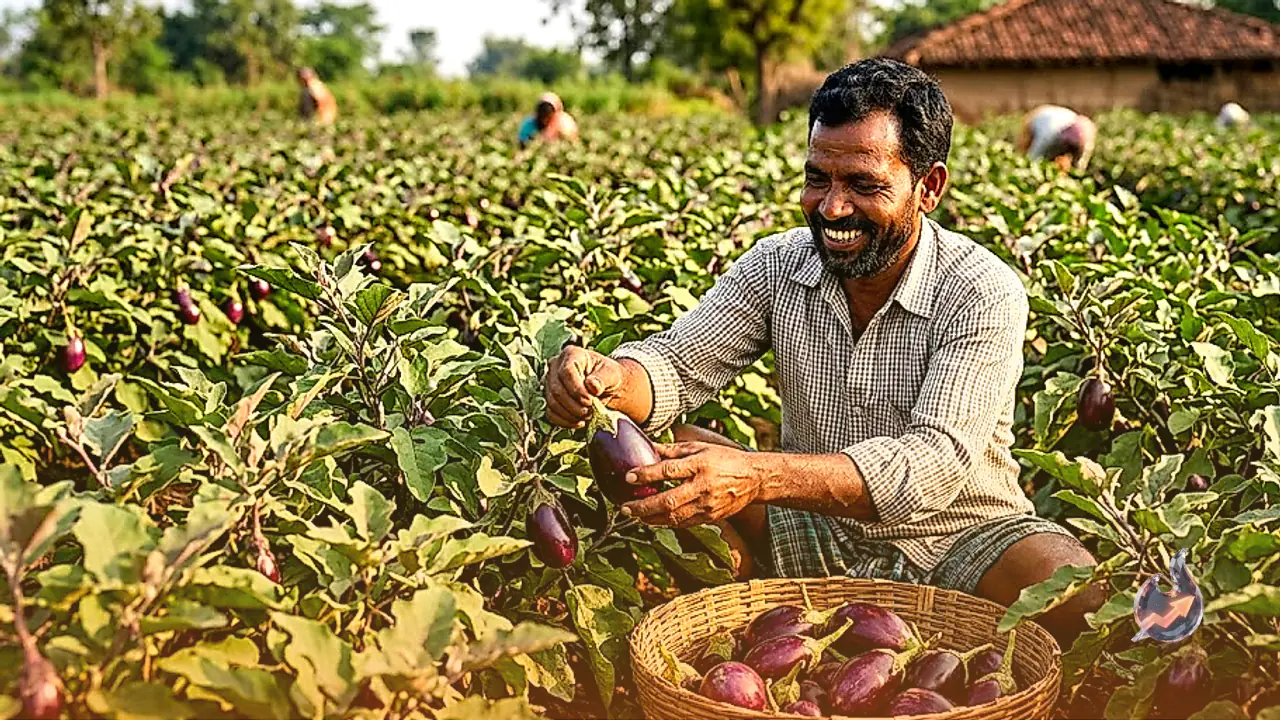 Bastar Farmers Reap Substantial Returns From Brinjal Cultivation on Modest Land Holdings