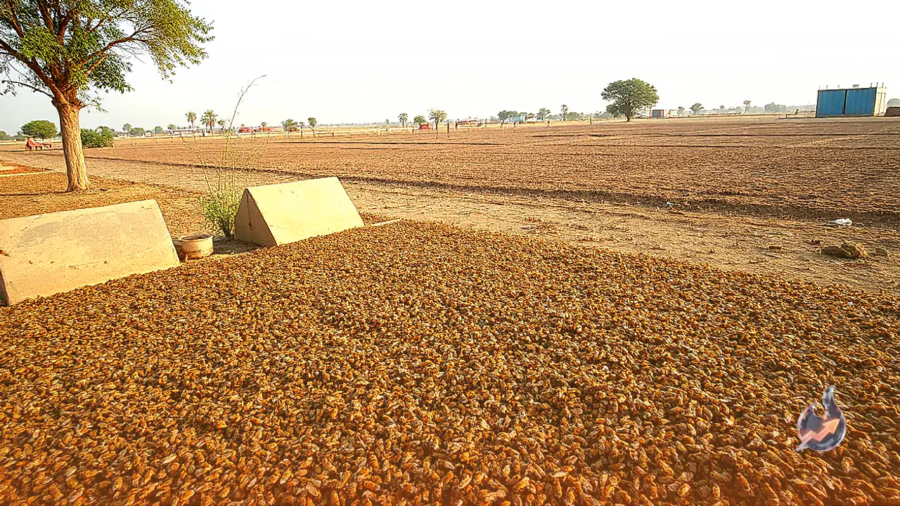 Bee Venom Business Yields Crores, Check Market Price And Rearing Details