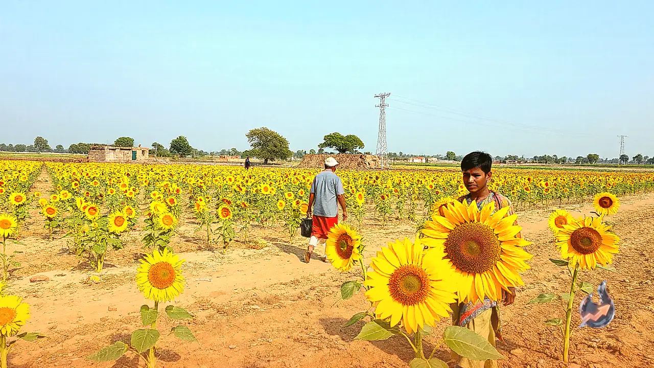 Bhilwara farmers can boost income with sunflower cultivation, check complete guide on sowing and irrigation