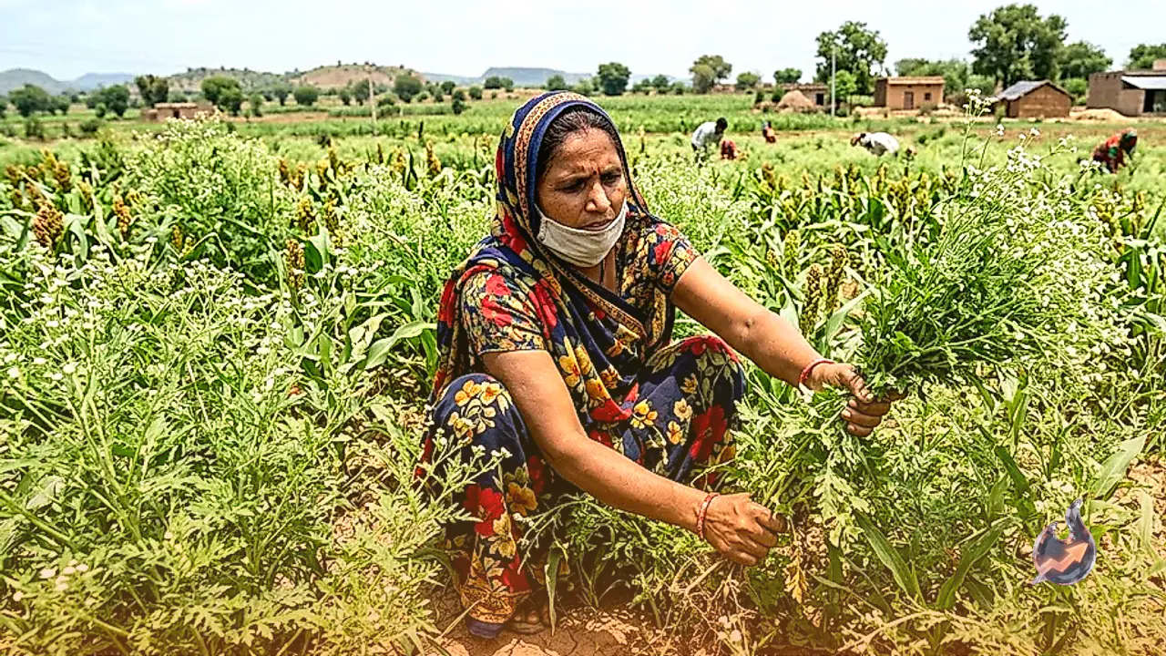 Carrot Grass Outbreak in Bhilwara Threatens Up to 40 Percent Crop Loss and Health Risks