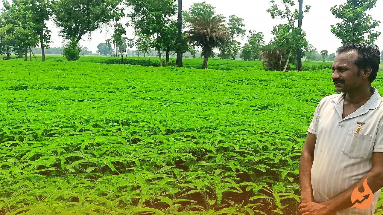 This Green Crop Turns Barren Fields Into Gold — And Halves Your Urea and DAP Bill