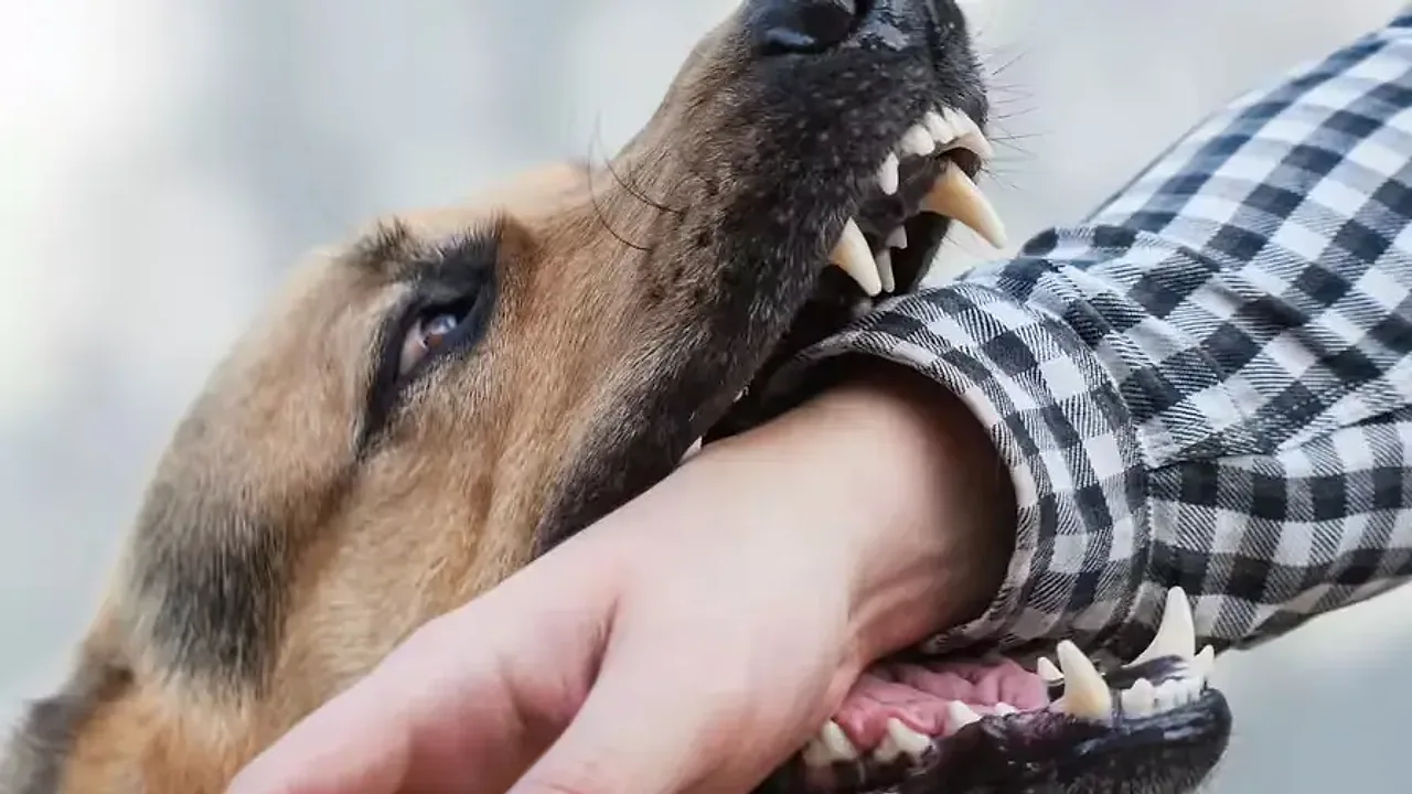 Dog Terror Sparks Panic in Sahupura Village of Faridabad as Twin Sister Attack and Violent Assaults Reported