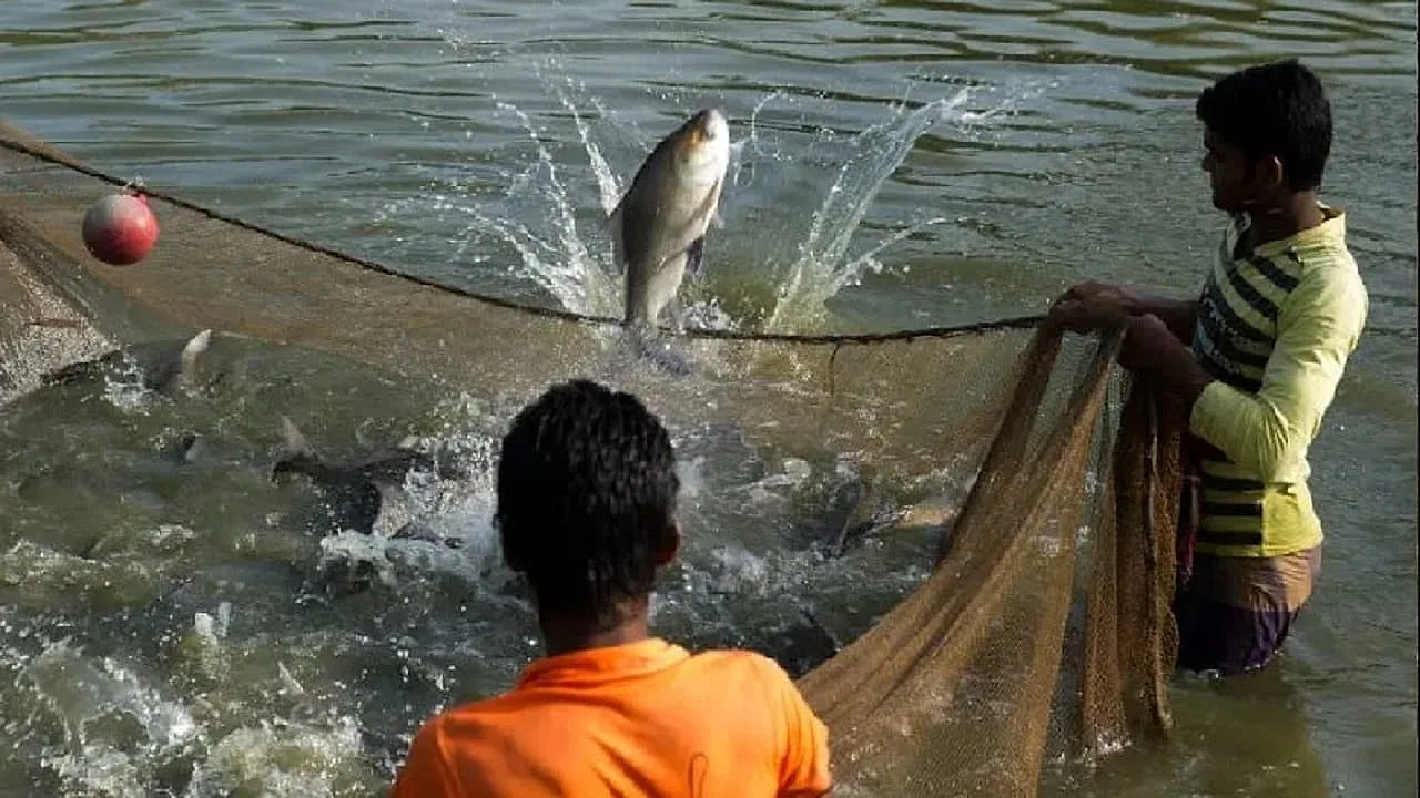 Meerut Fish Farmers in Line for Up to 40% Subsidy on Ponds, Boats, Nets and Aeration Systems — Apply Online by 28 June