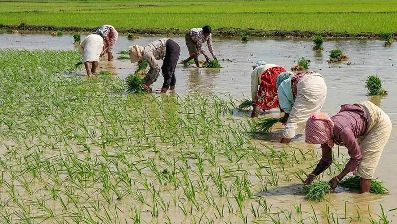 Grown for Heritage, Not Profit: How a Darbhanga Farmer Is Keeping the Calcium-Rich Marua Grain Alive