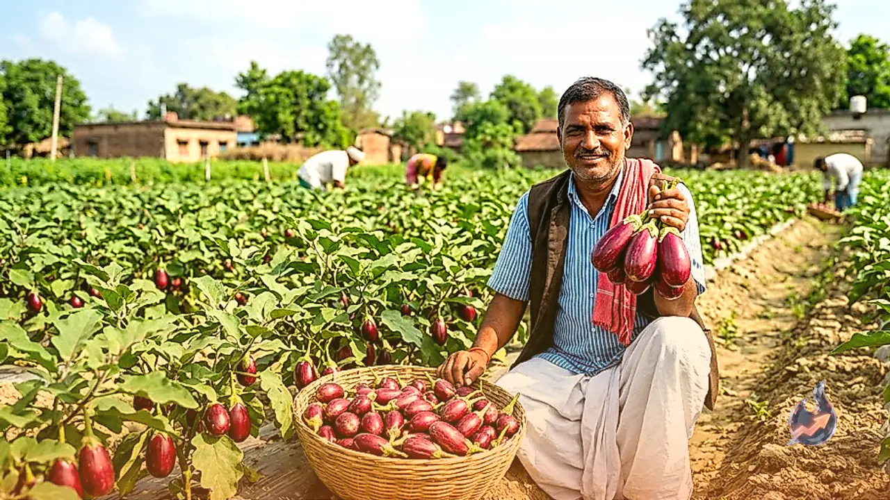 दरभंगा के किसान ने 10 कट्ठा खेत से निकाला 300 किलो बैंगन, जानिए लाल किस्म की खेती का आसान तरीका
