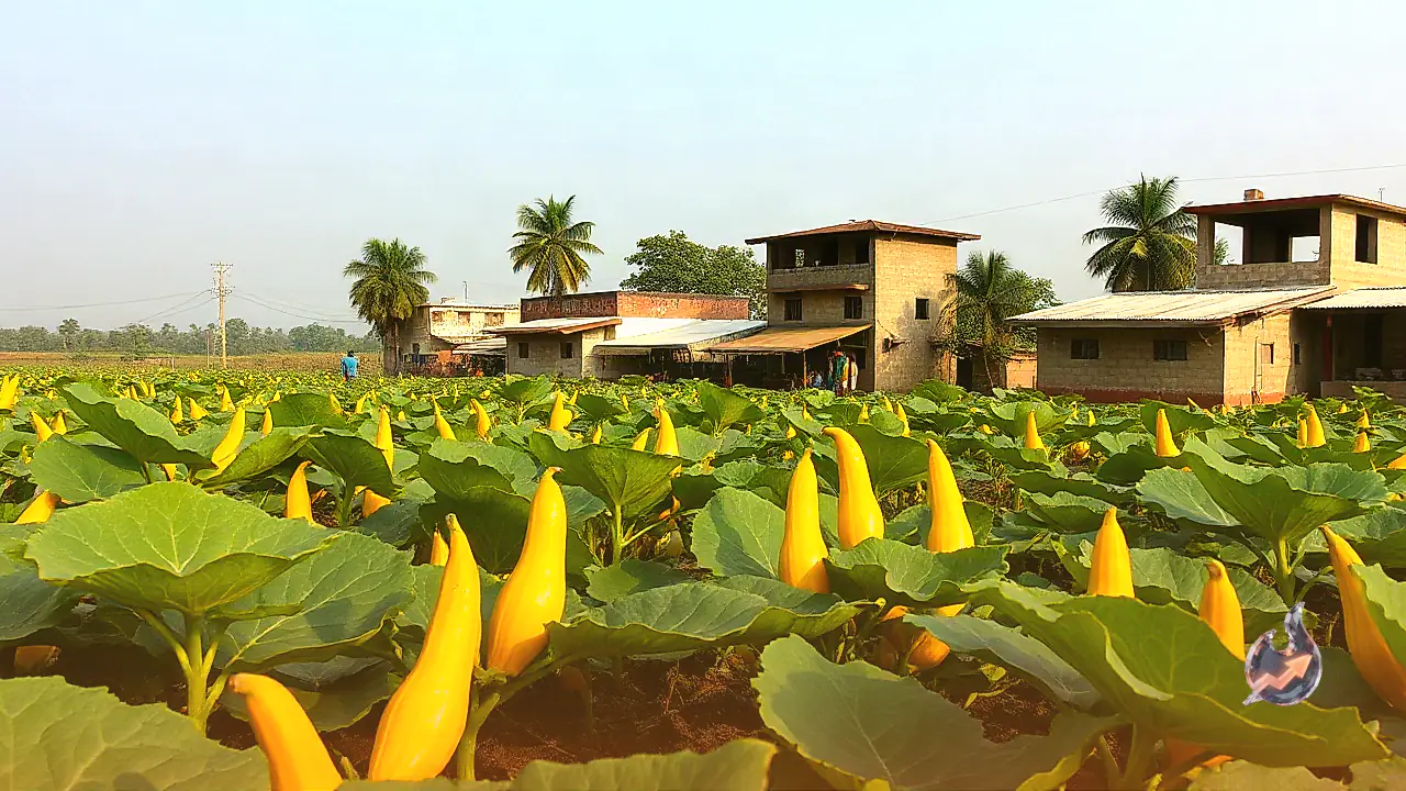 Yellowing Leaves Threaten Parwal Crop In Darbhanga As Experts Share Actionable Fixes