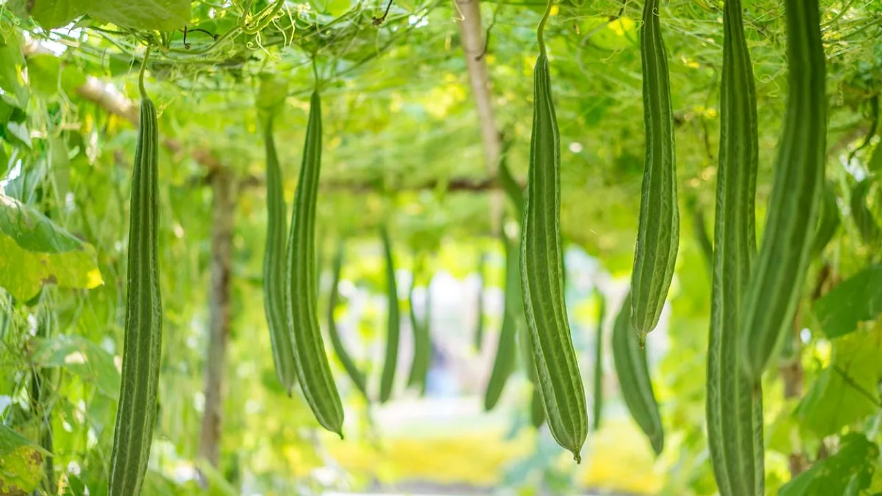 Chhattisgarh's Khedha Bhaji: The Wild Field Green That Turns Into a Power-Packed Meal When Cooked With Three Dals