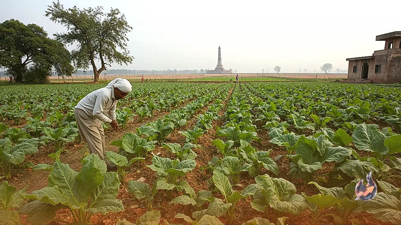 Deoghar Farmers Can Protect Vegetable Crops From Pests Using Homemade Organic Solutions