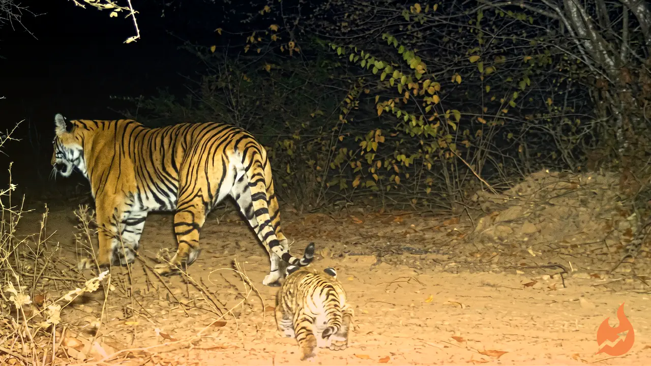 Dhaulpur-Karauli Tiger Reserve: Homestays and Village Tourism Set to Open New Earning Avenues for Locals