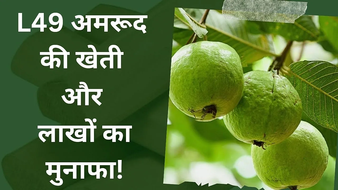 L-49 Guava Farming Turns Into a Cash Crop in Lakhimpur Kheri, Two Harvests a Year and Earnings in Lakhs