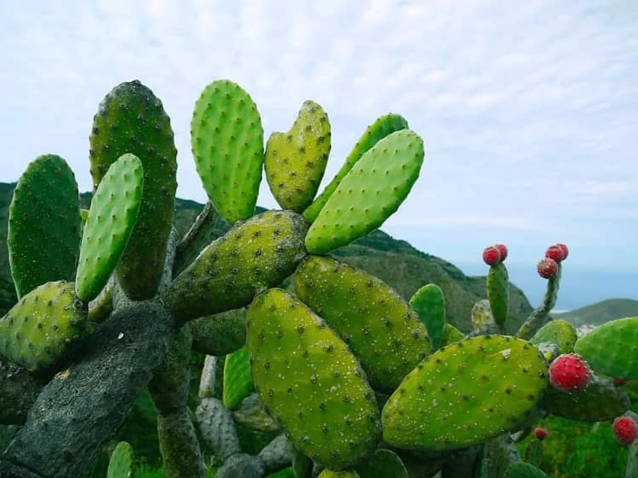 The Spiky Cactus on Your Balcony Is a Hidden Medicine Chest — From Eye Trouble to Joint Pain