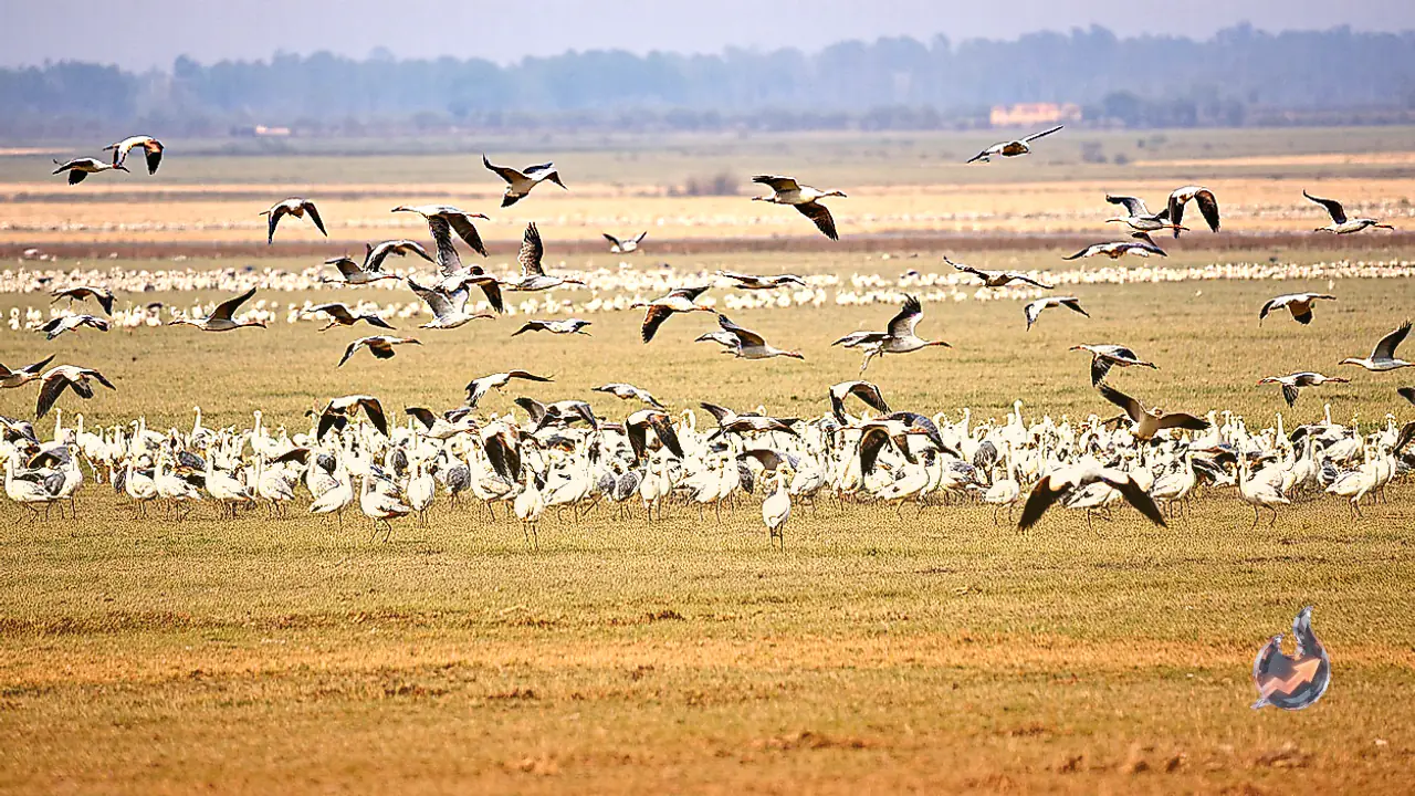 Foreign migratory birds flock to Keoladeo National Park in Bharatpur to feed on rare Aicha grass