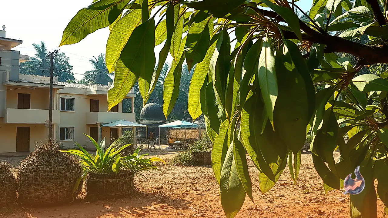 Beyond door decorations, mango leaves offer unexpected benefits for skin care, digestion, and home gardening