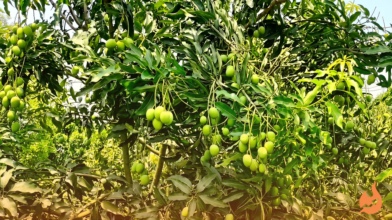 Saving the King of Fruits: How a Gonda Farmer Is Reviving Rare Mangoes Like Yakuti, Zardalu and Anwar Ratol