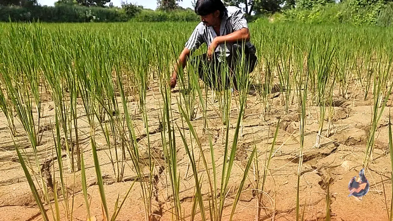 Gujarat Declares Drought in Four Districts With Financial Relief for Farmers