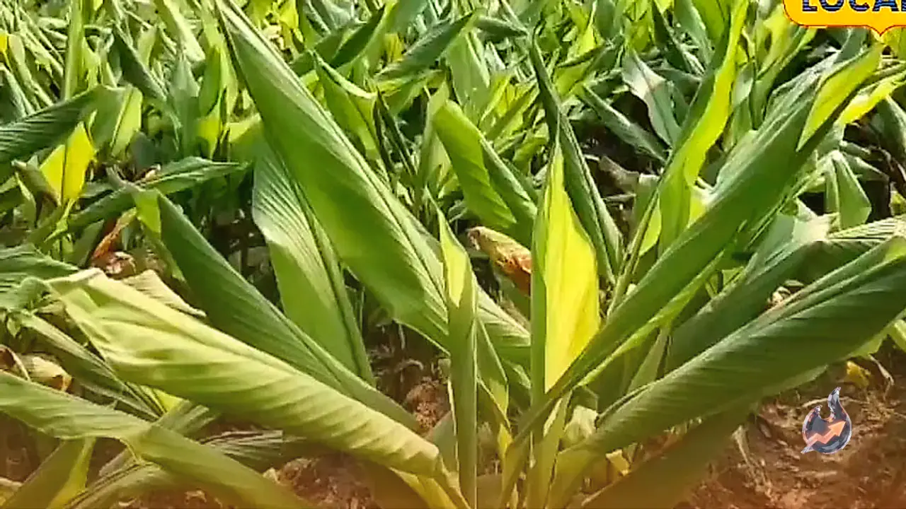 Turmeric Crop Threat: Identifying and Managing Stem Borer Infestations