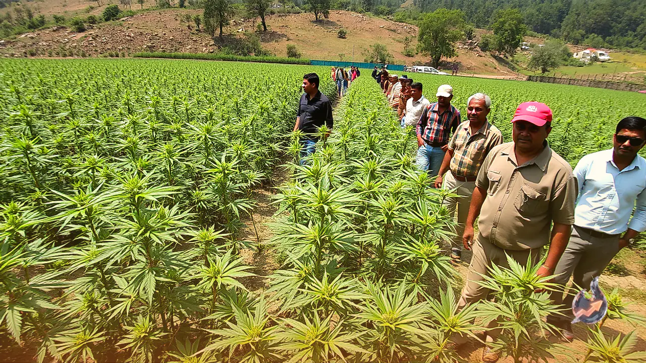 Illegal Cannabis Crop Across 592 Acres Destroyed in Kullu, Himachal Pradesh