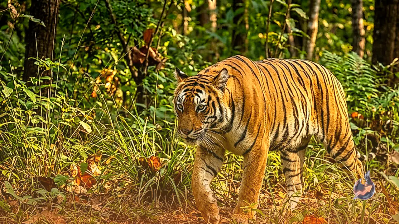 From Acoustic Range to Hunting Tactics: Ten Surprising Characteristics of the Royal Bengal Tiger on International Tiger Day