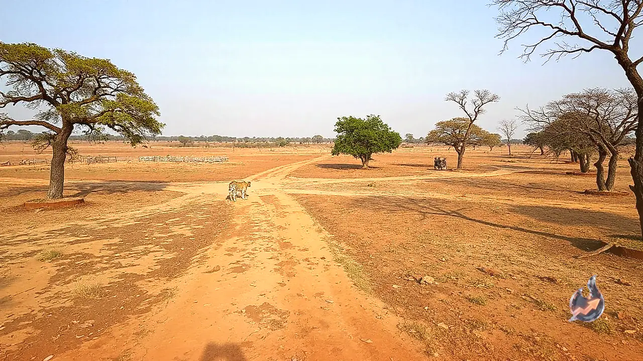 Indravati Tiger Reserve in Bijapur Opens for Jungle Safari From November 1 After 30 Years