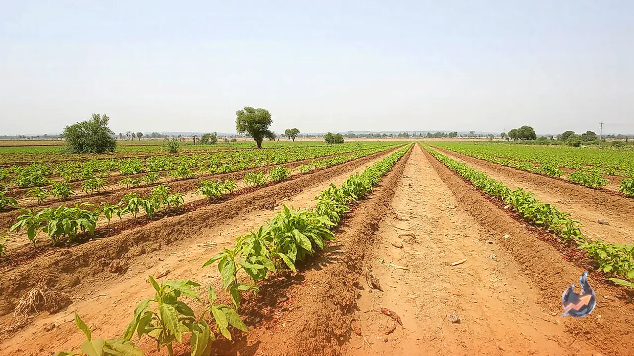 Jalore Farmers Boost Chilli Yields and Profits Using Modern Drip and Mulching Methods