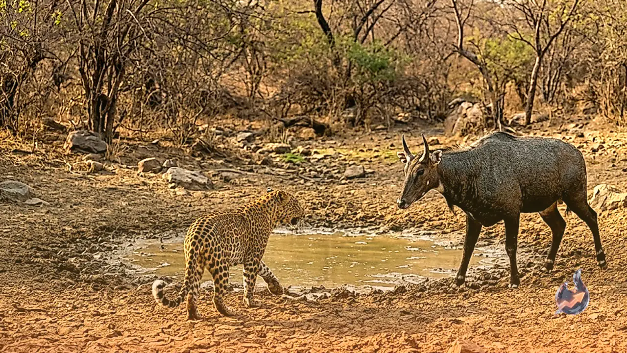 Water scarcity forces a leopard to back down from a charging nilgai in Jaipur's Jhalana forest
