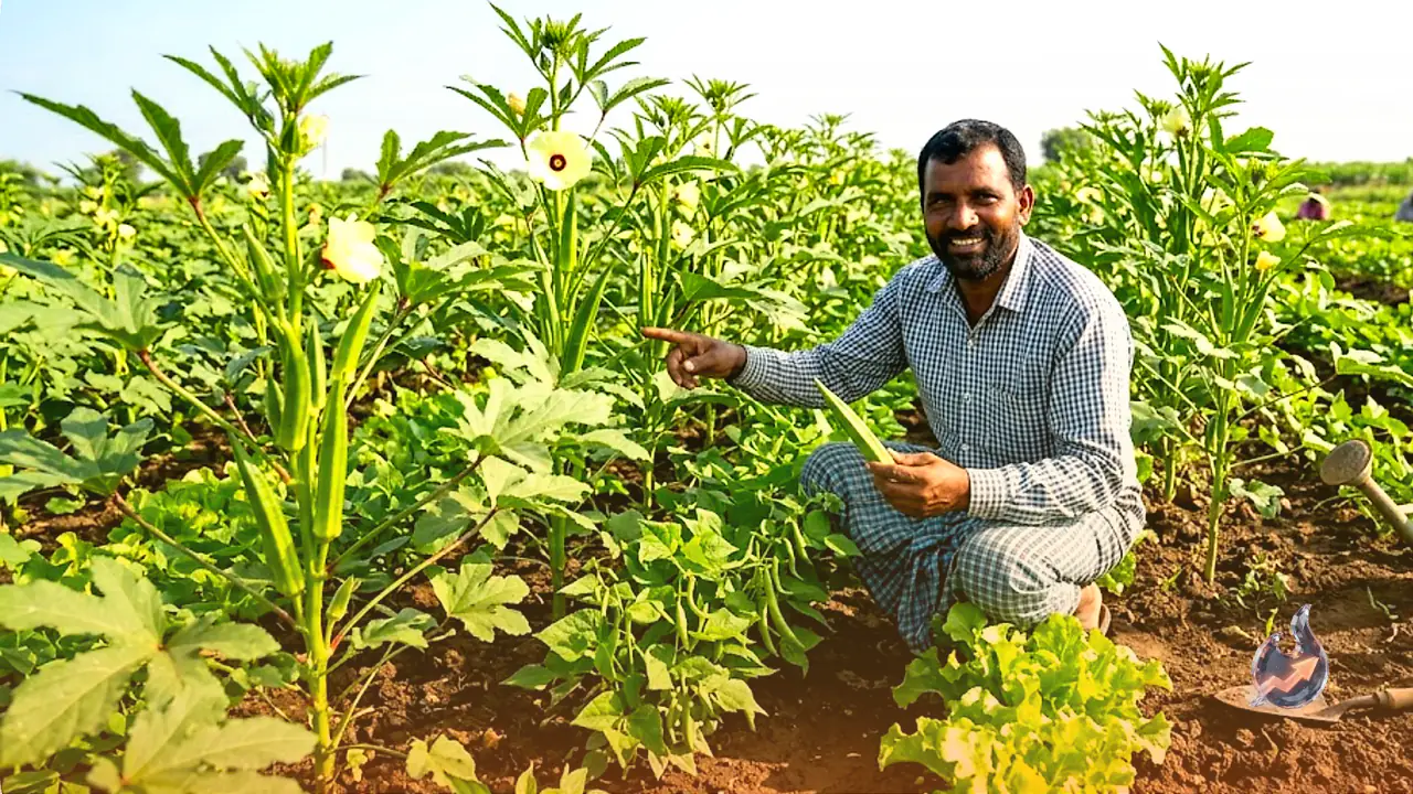 Cultivating Okra in July: Boost Your Income with Intercropping Strategies