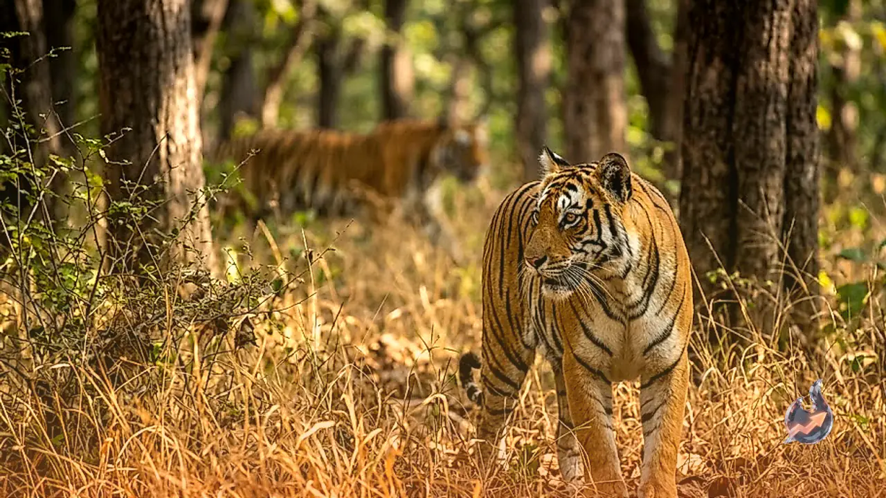 The Dark Survival Game of the Wild: How Tigresses Erase Unborn Cubs When a New Alpha Takes Over