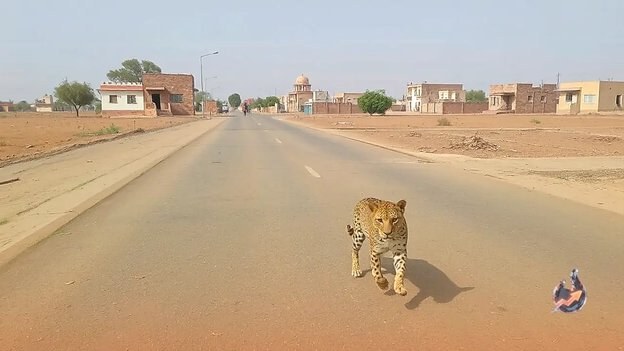 Leopard terror strikes residential area in Rajsamand, drags away puppy in under two seconds