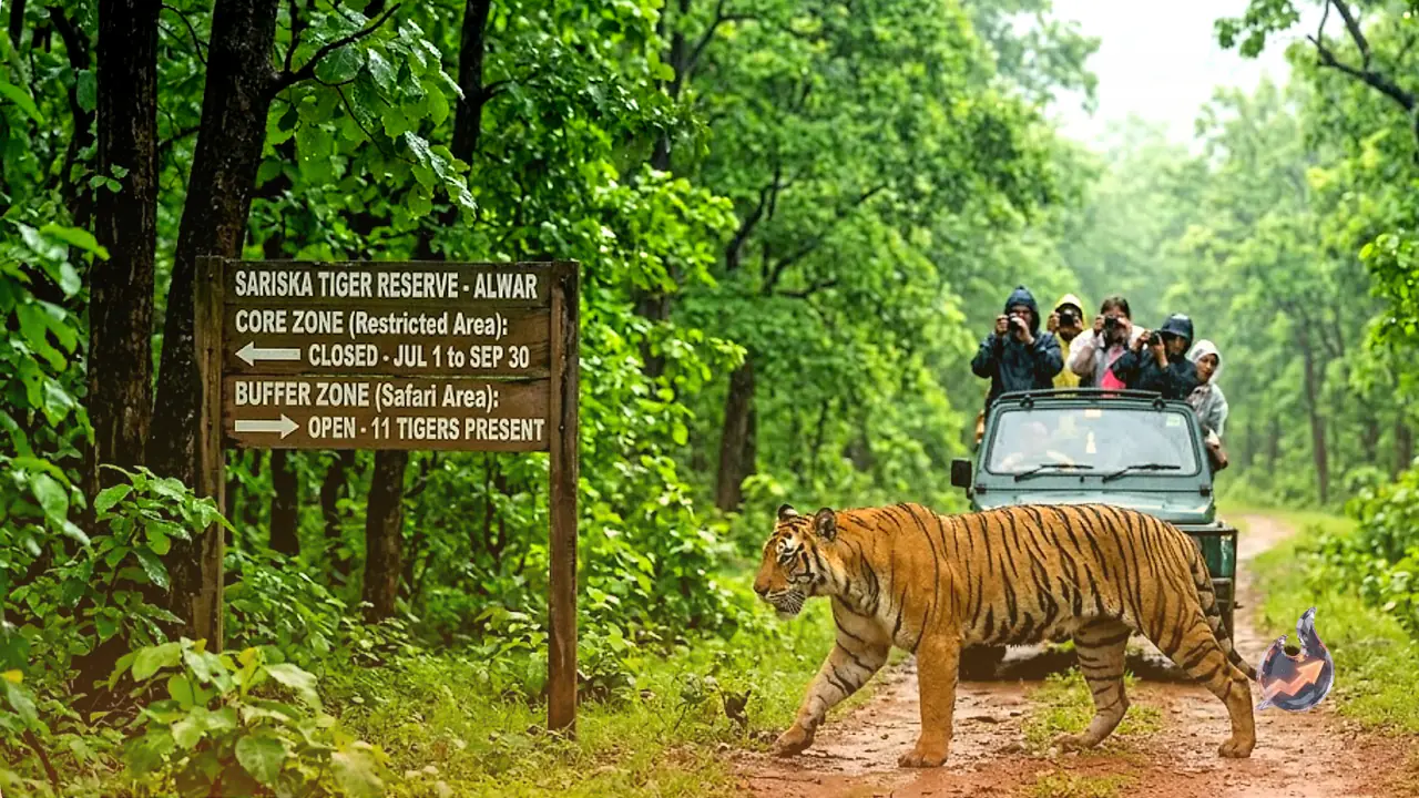 Alwar's Sariska Buffer Zone Keeps Its 11 Tigers on Show Even as the Core Forest Shuts for Monsoon