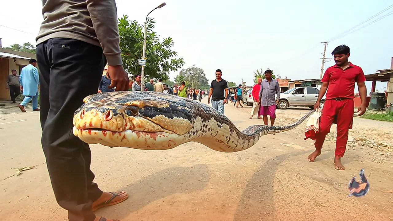 Massive 15-Foot Python Found Near Residential Area in Alwar's Todiyar Village, Rescued Safely