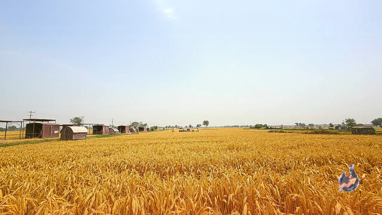 Massive Grain Arrivals at Bhamashah Mandi Trigger Rain Fears as Lack of Covered Sheds Leaves Produce Vulnerable