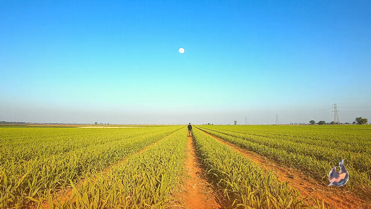 Moong Crops Ready in Jalore As Farmers Await Better Market Prices