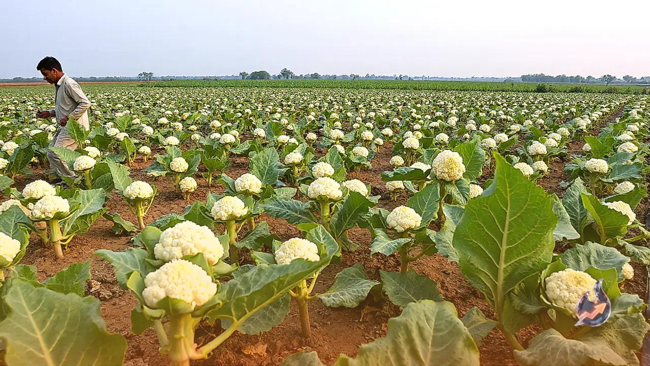Morning pest infests young cauliflower crops in Mithilanchal as experts urge verified pest control