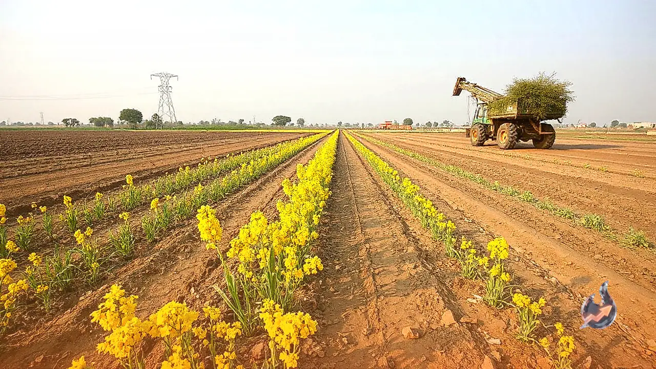 Mustard Sowing Window Between October 10 and 25 Delivers Peak Yields in Rajasthan, Agronomists Recommend Line Seeding and Resilient Seeds